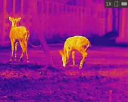 Monoculaire de vision thermique HIKMICRO LYNX PRO LH15