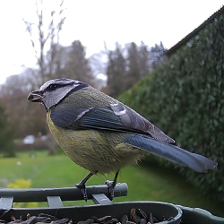 NIGHTLOOKER Wifi-303 Bird Solaire - Mangeoire à oiseaux avec caméra solaire de détection