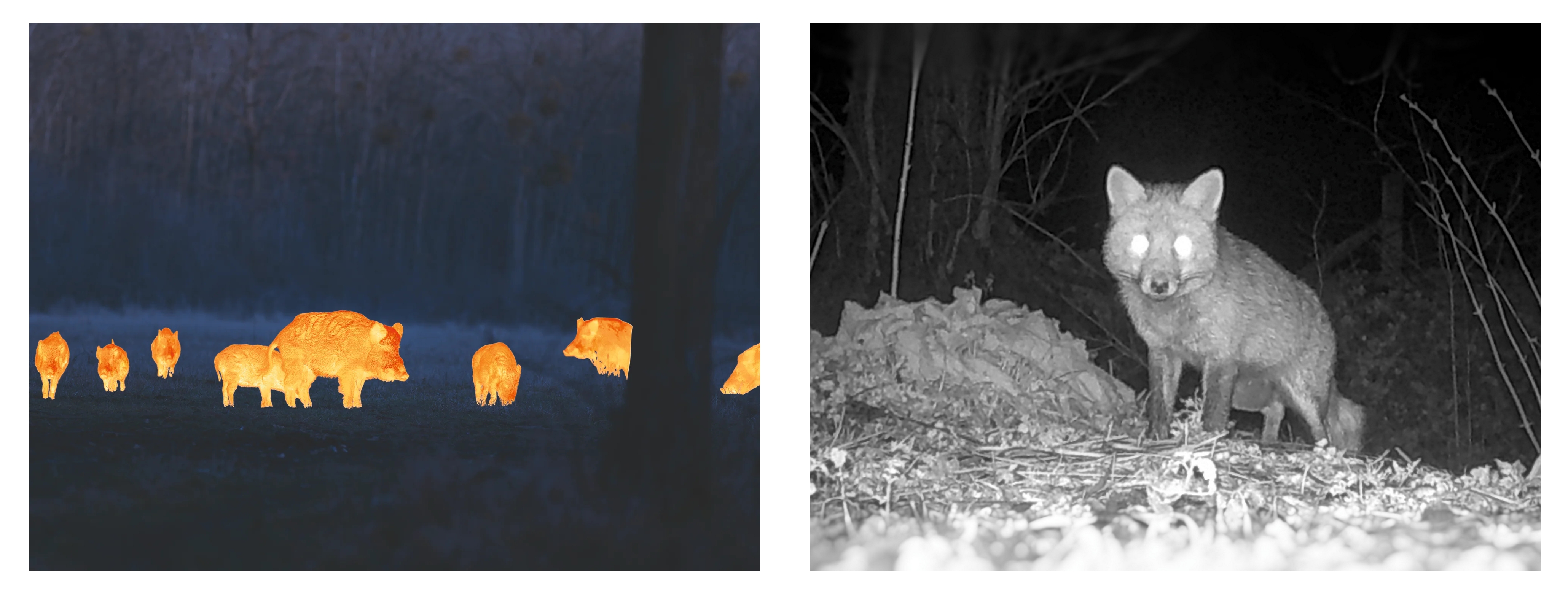 Comparatif vision thermique vs infrarouge securite nature